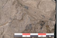 Foto (Detailansicht) von Quercus naumanni Ettingshausen (NHMW-GEO-2024-0188-7970)